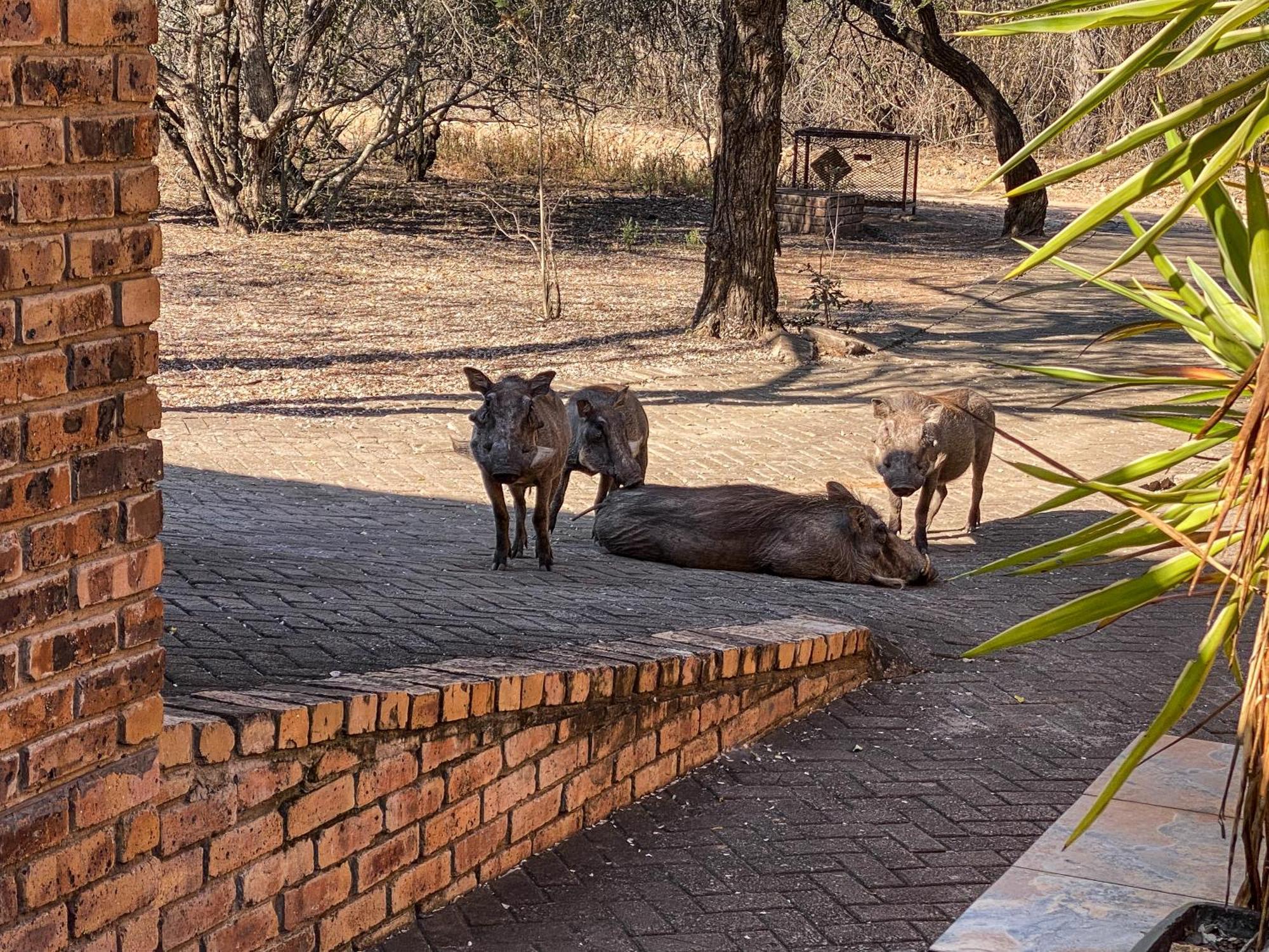 Hakuna Matata * Marloth Park