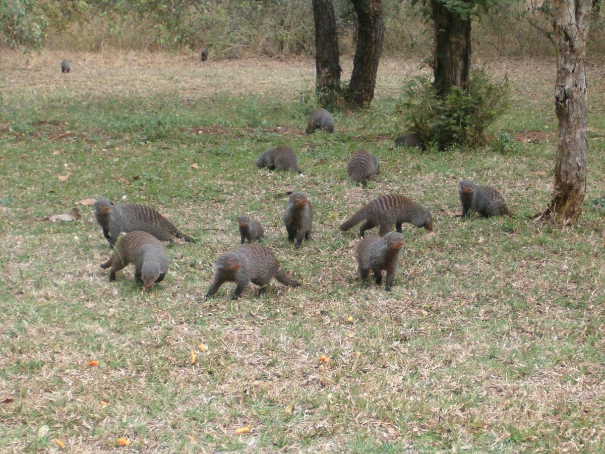 Hakuna Matata * Marloth Park